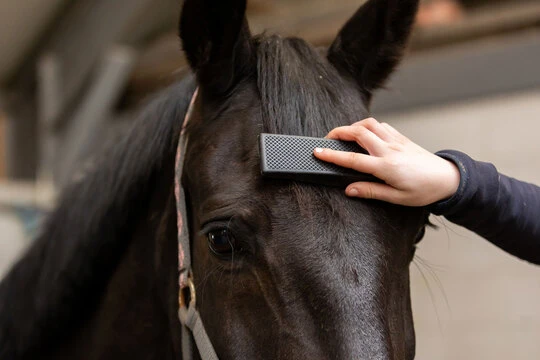 Excellent Horse Grooming Brush