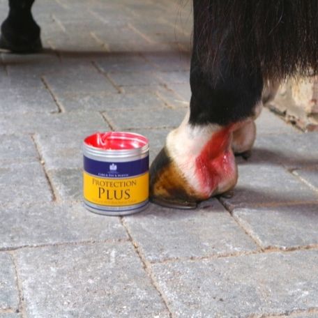 Carr & Day & Martin Protection Plus