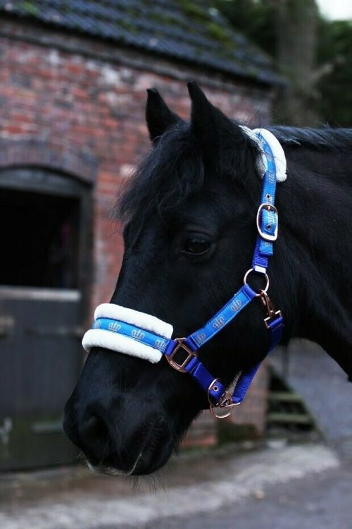Crown Padded Headcollar & Lead Set