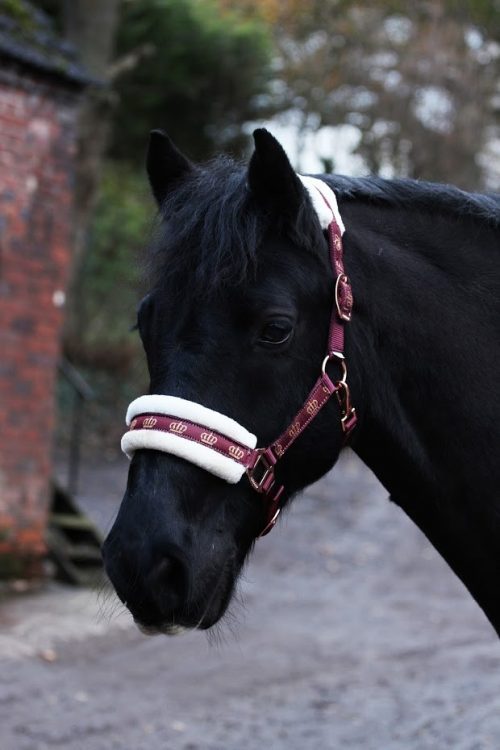 Crown Padded Headcollar & Lead Set