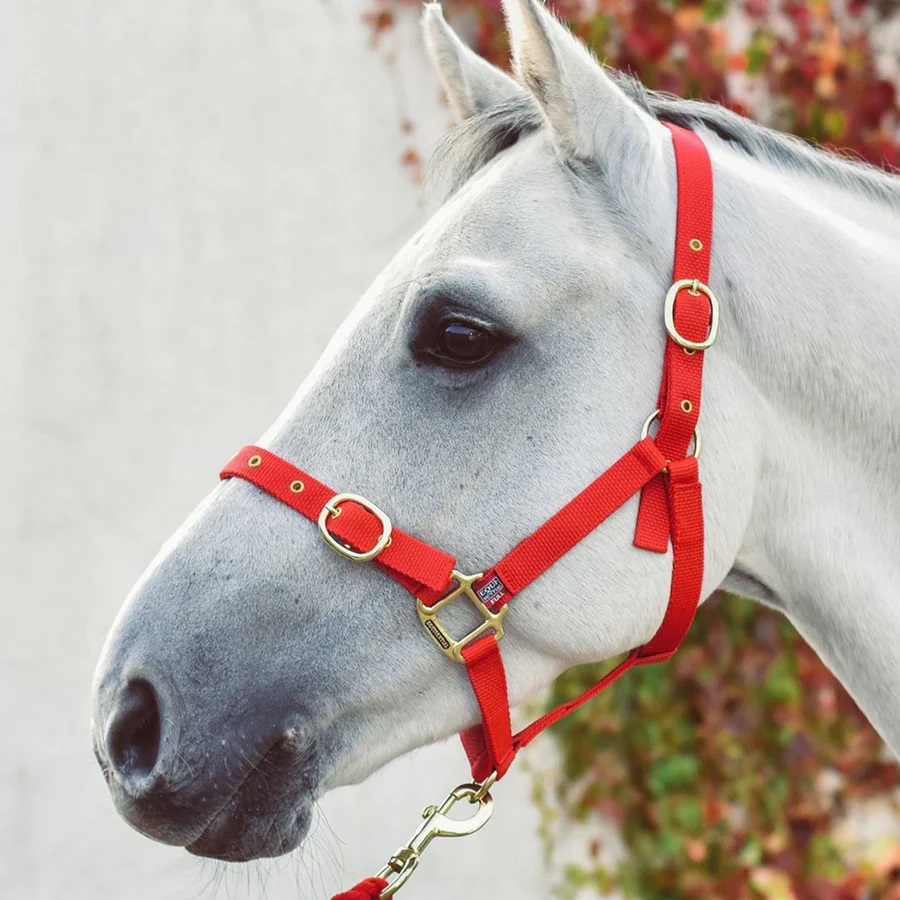 equi-sential-headcollar.jpg