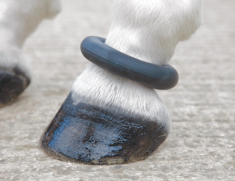 fetlock-ring.jpg