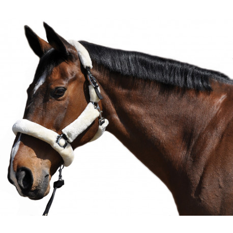 Flags & Cup Headcollar