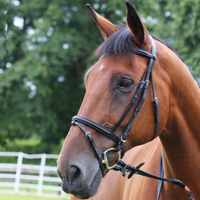 gallop-bridles.jpg