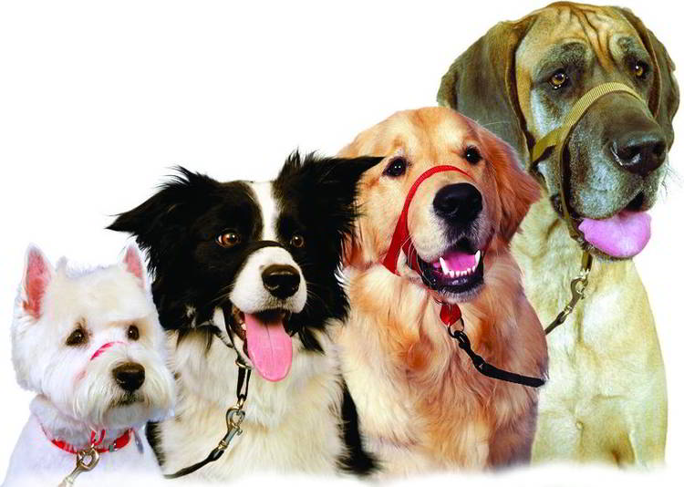 Halti Headcollar for Dogs