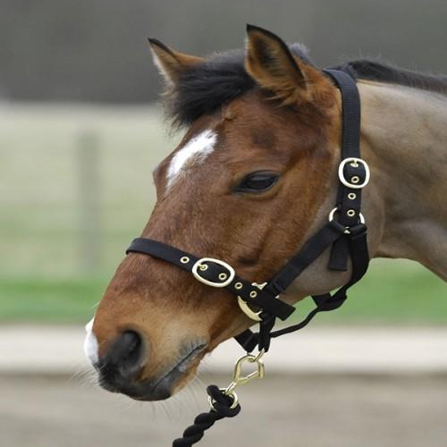 headcollar-foal.jpg