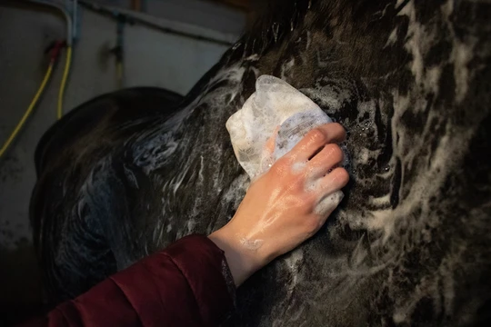 Hi Gloss Shampoo Bar Lavender