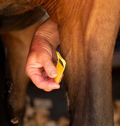 Smart Grooming Equi-Shave